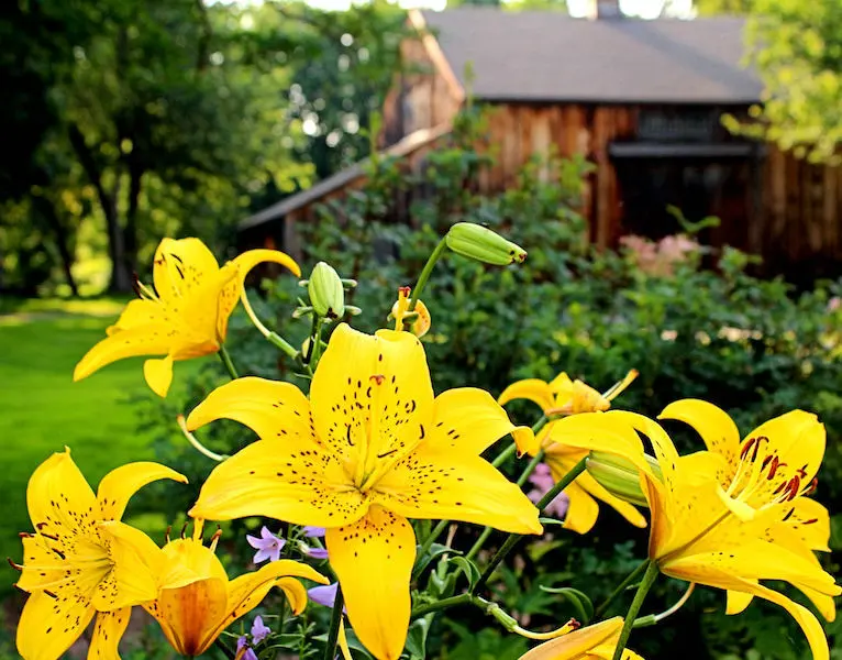 Image of Gardens, Wethersfield, CT